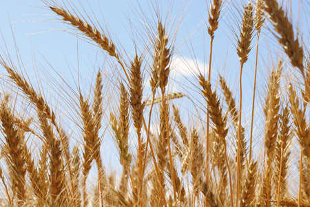 Ears of rye against the blue sky. rye fieldの写真素材