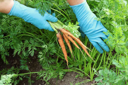 Picking carrots in a garden bed. harvesting. young carrot. The concept of organic farmingの写真素材