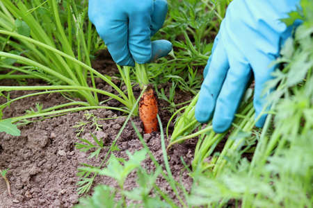 Picking carrots in a garden bed. harvesting. young carrot. The concept of organic farmingの写真素材