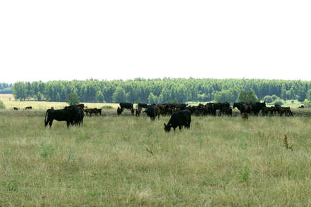 A herd of cows on a free-range organic farm graze on the grassの写真素材