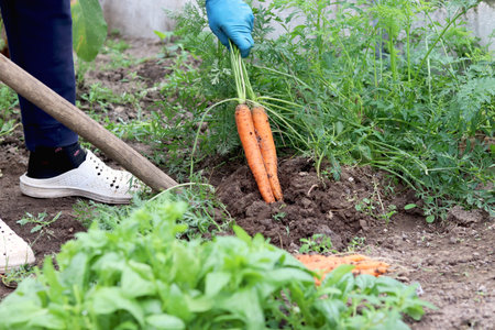 The process of digging carrots out of the ground. Organic farm, farming and harvesting conceptの写真素材