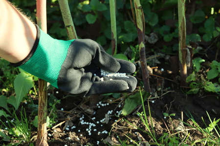 Fertilization of plants with potash and phosphorus fertilizers. Hand in a glove with fertilizer