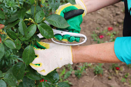 Pruning dried roses. Autumn work in the garden. Hands and secateurs in gloves.の写真素材