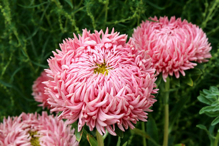 Pink aster in the garden in the flower bed. beautiful natural background. good qualityの写真素材