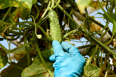 Cucumbers in a greenhouse. Eco farm concept. harvesting. good qualityの写真素材