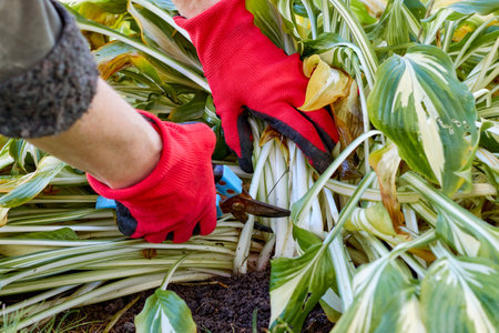Pruning perennials. Autumn work in the garden. Gloved hands, secateurs, Khosta. high quality photoの写真素材