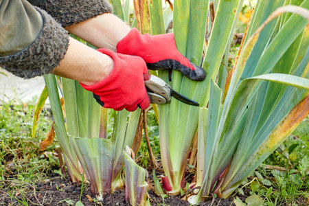 Pruning perennials. Autumn work in the garden. Gloved hands, secateurs, Khosta. high quality photoの写真素材
