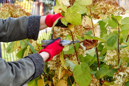 Pruning a hydrangea bush in the garden. Gloved hands and secateurs. Autumn work in the garden. high quality photoの写真素材