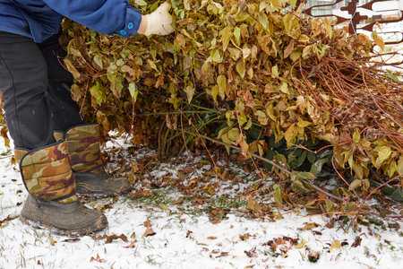 Shelter roses for the winter. Frost protection for garden plants. Autumn garden work.の写真素材