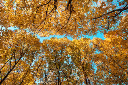Tops of autumn yellow maples on a clear blue sky. bottom view. natural backgroundの写真素材