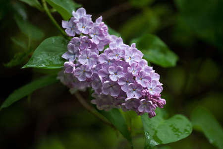 Blooming branch of purple lilac after rain. natural backgroundの写真素材
