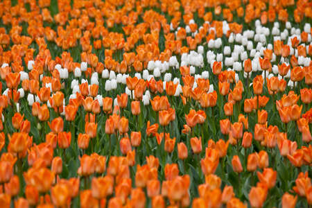 A field of bright orange and white tulips. Natural background with beautiful flowersの写真素材
