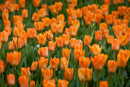 A plantation of bright blooming orange tulips. Natural background with beautiful flowersの写真素材