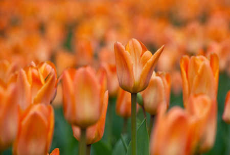 A plantation of blooming orange tulips close-up. Natural background with beautiful flowers. Suitable for post cards and any other designの写真素材