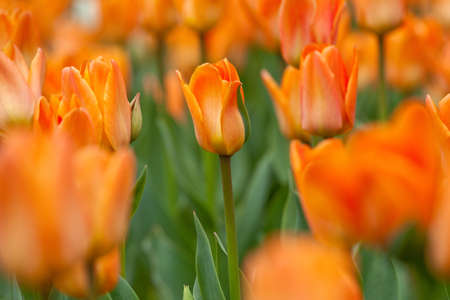 A plantation of blooming orange tulips close-up. Natural background with beautiful flowers. Suitable for post cards and any other designの写真素材