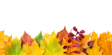 A row of colorful yellow, green, orange, red, brown autumn leaves isolated on white background....