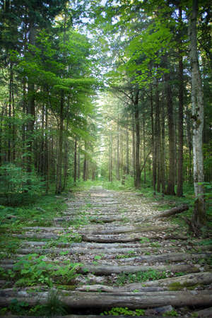 A wooden path in the summer forest with rays of the sun breaking through the branches of treesの写真素材