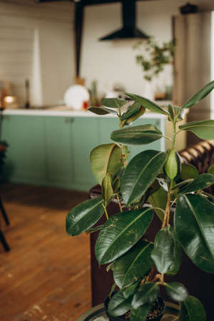 Stylish cozy green kitchen in a loft style. Modern interior. Soft selective focus.の写真素材