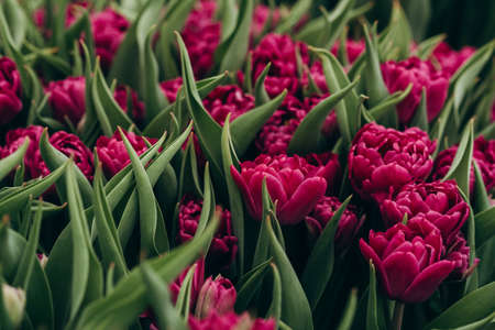 Purple peony tulips in the field. Spring blurred background, postcard. Mother's Day, Women's Day, holiday. Soft selective focus, defocus. Copy space.の写真素材