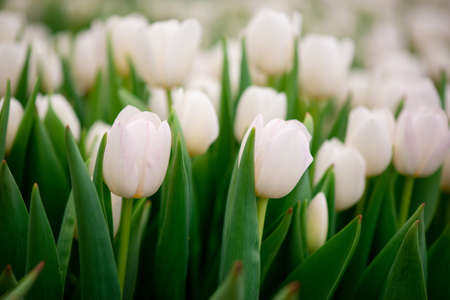 Group of white tulips in the field. Spring blurred background, postcard. Bouquet for Mother's Day,...
