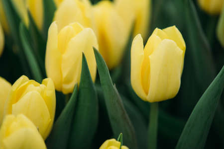 yellow tulips in the field. Spring background, postcard. Bouquet for Mother's Day, Women's Day,...
