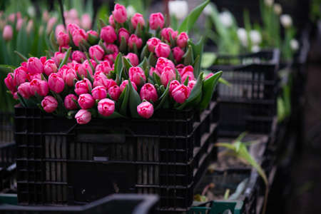 Harvesting tulips in spring in the greenhouse for the holiday. Soft selective focus, defocus.