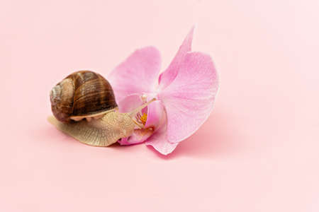 Snail and orchid flower on a pink background. Cosmetics with snail mucin, skin hydration, beauty, spa concept. Soft selective focus.の写真素材