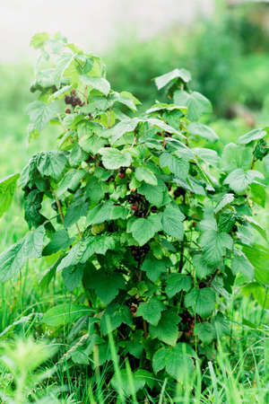 Organic black currant berries on a bush in the garden. Agriculture. Soft selective focus.