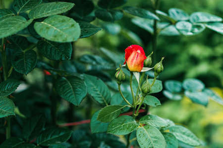 The Chinese rose, known as the Bengal Rose, or Raspberry Rose .Rosa chinensis, is one beautiful orange and yellow flower found in the garden. Soft in selective focus.の写真素材