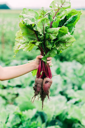 A bunch of fresh raw organic beets with leaves in their hands on the field. Agriculture. Soft selective focus.の写真素材