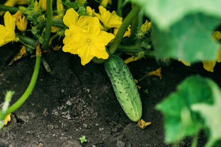 Ripe green organic cucumbers in the garden. Agriculture. Soft selective focus.の写真素材