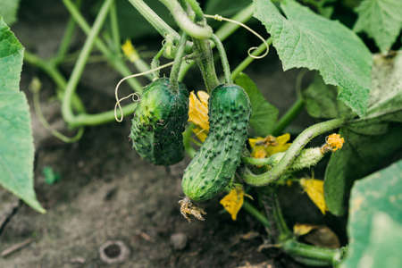 Ripe green organic cucumbers in the garden. Agriculture. Soft selective focus.の写真素材