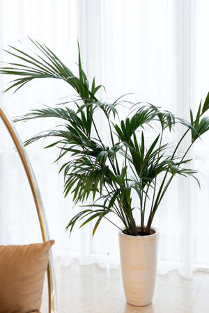Beautiful green indoor plants in pots in a modern interior. Soft selective focus, art noiseの写真素材