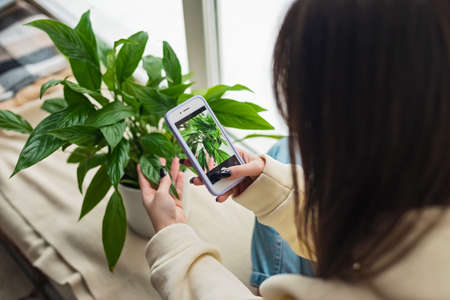 A woman florist blogger photographs a home plant Spathiphyllum in a pot on a mobile phone camera. Home plant breeding, gardening, working online social media influencer. Soft selective focus.の写真素材