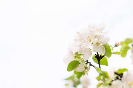 Floral background. Beautiful spring apple tree flowers on white. Copy space. Soft selective focus.の写真素材