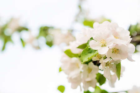 Floral background. Beautiful spring apple tree flowers on white. Copy space. Soft selective focus.の写真素材