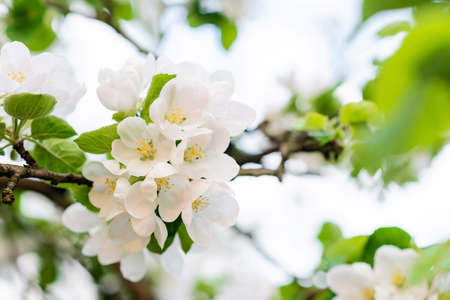 Floral background. Beautiful apple blossoms on a tree in spring. Soft selective focus.の写真素材