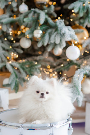 Happy New Year, Merry Christmas, pomeranian puppy. holidays and celebrations, pet in the room, Christmas tree. Dog as a gift. Soft selective focusの写真素材