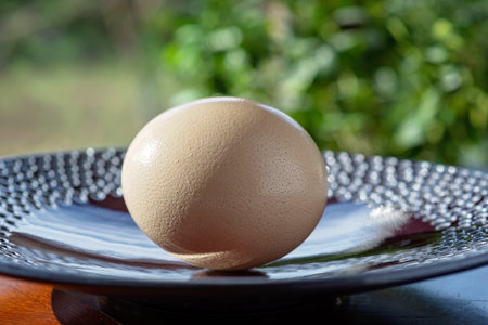A huge ostrich egg on a large plate, against a background of summer greenery. Organic, eco food products. Soft selective focus.の写真素材
