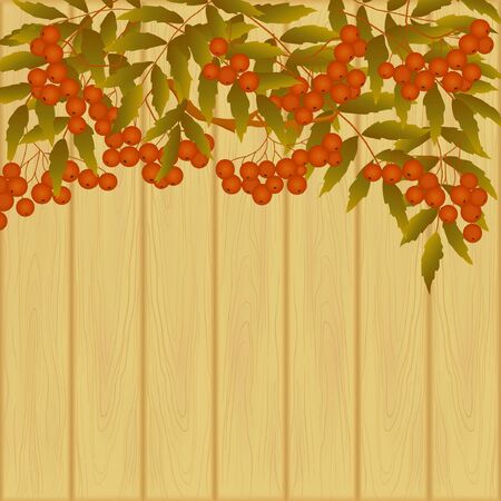 decorative card with branch of rowanberryのイラスト素材