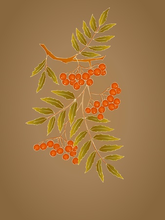decorative card with branch of rowanberryのイラスト素材