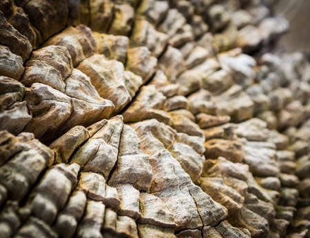 old wood backgroundの写真素材