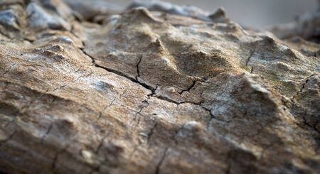 Old Cracked Tree  Grungy Old Wood Background with Selective Focus の写真素材