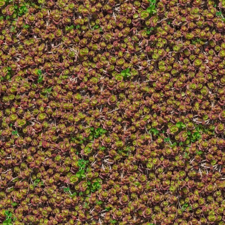 Decorative Grass  Seamless Tileable Texture 