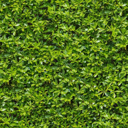 Seamless Tileable Texture of Green Bush 