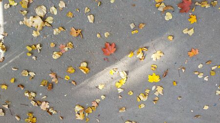 Yellow autumn leaves background. Outdoor. Colorful backround image of fallen autumn leaves perfect for seasonal use: design, cards, print, etcの写真素材