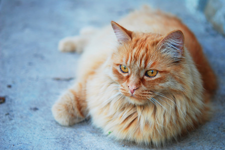 red fat cat in the street on the cityの写真素材