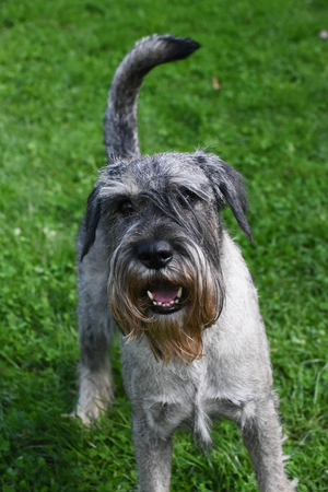 Standard schnauzer (mittelschnauzer) on green grassの写真素材
