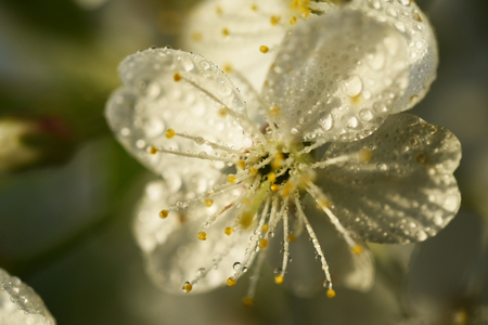 White flower of a fruit tree - close up. Cherry blossomの写真素材