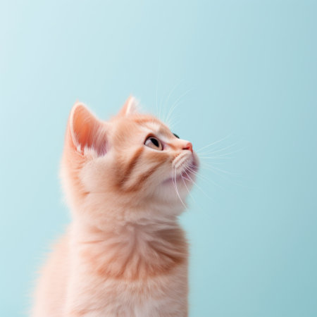 Cute ginger kitten on a blue background. Shallow depth of field.の素材